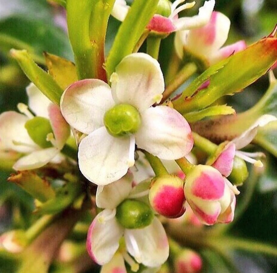 Holly flowers are small, white, and often found in clusters, adding a delicate beauty to the evergreen holly plant.