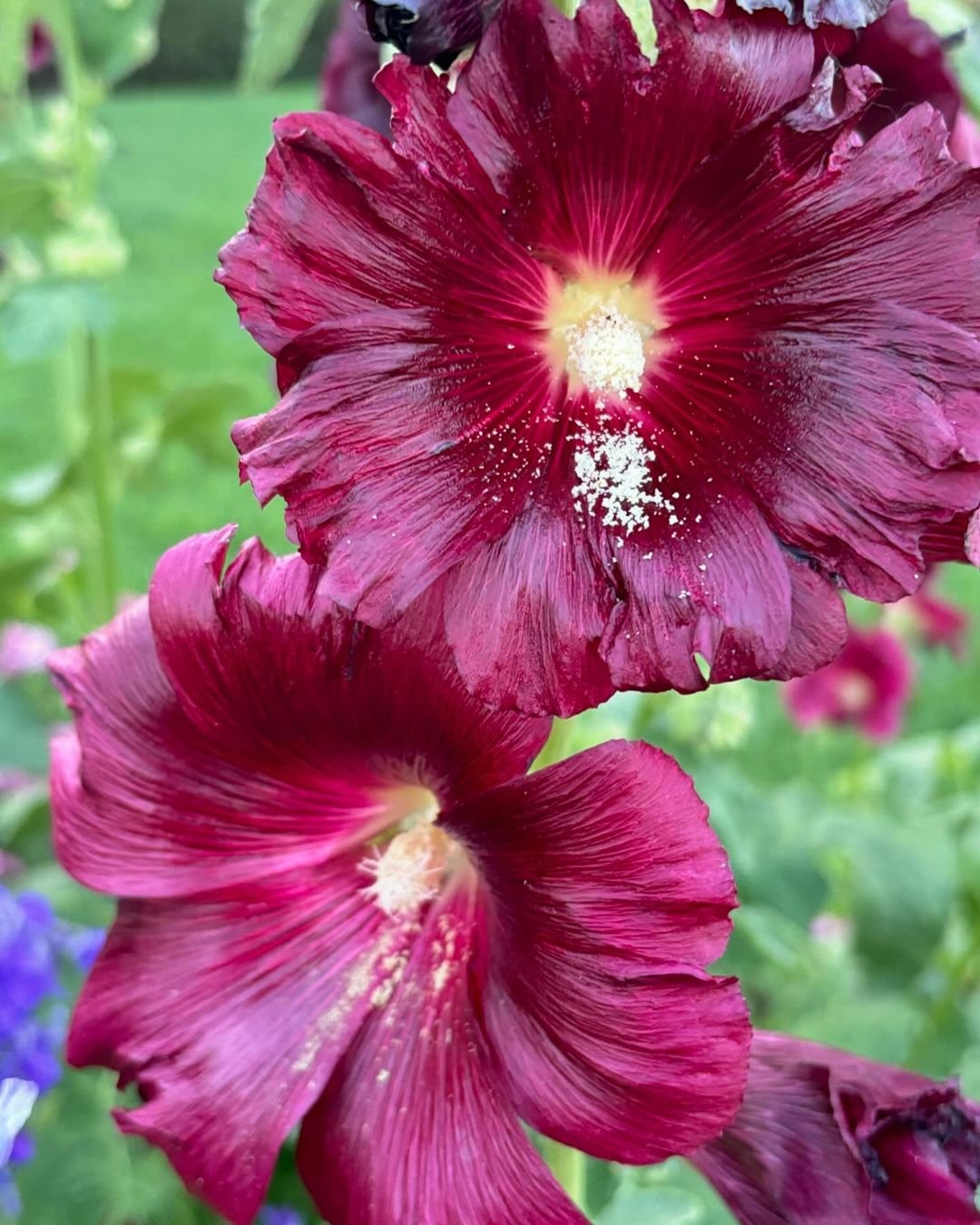  Image of two large red hollyhock flowers with white centers in a garden