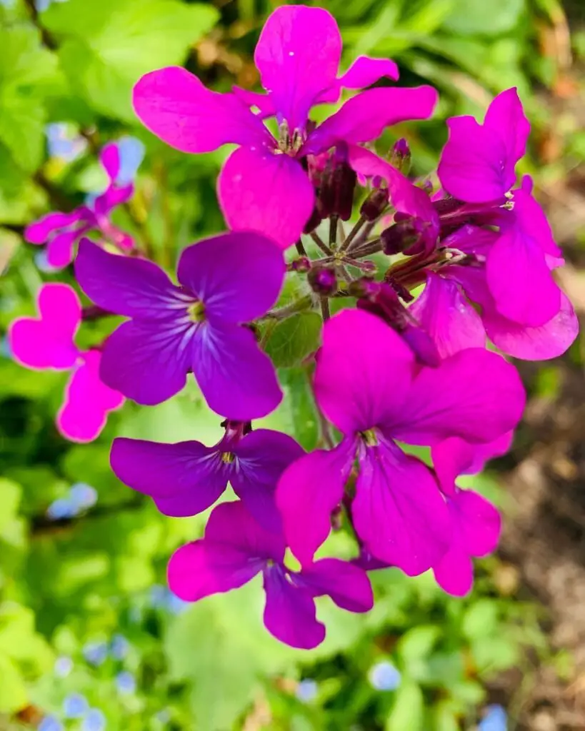 Purple flowers in the garden, including Honesty Flower.