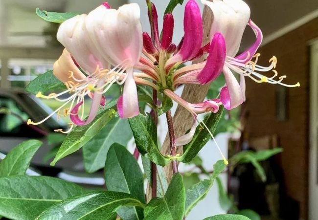 Honeysuckle : The Sweet-Smelling Climber for Your Garden