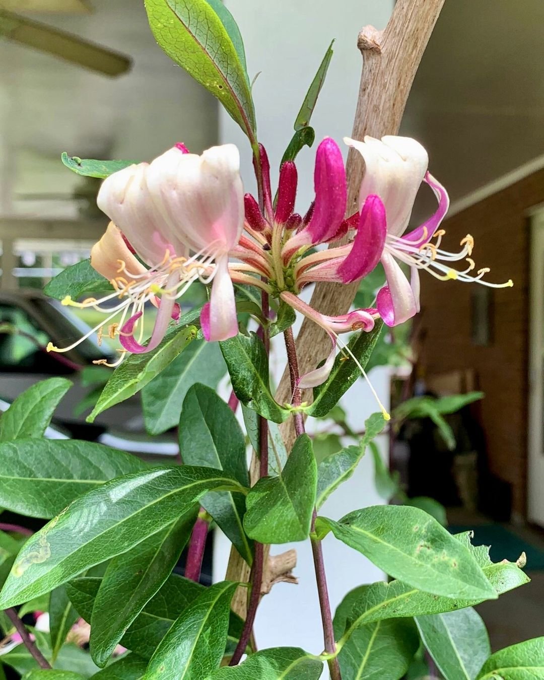 A blooming pink and white honeysuckle flower on a plant.