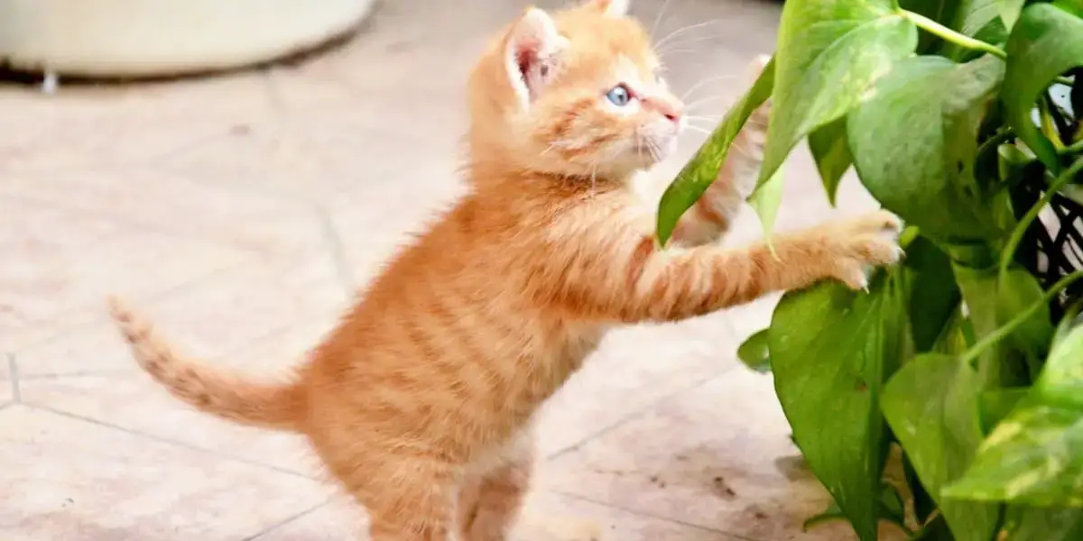 A young cat stretching to touch a Pothos plant, known to be toxic to cats.