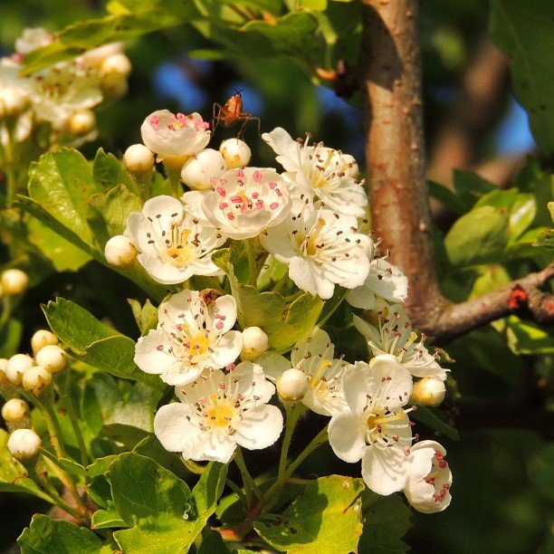 White flowers bloom on a Hawthorn tree in a close-up shot.