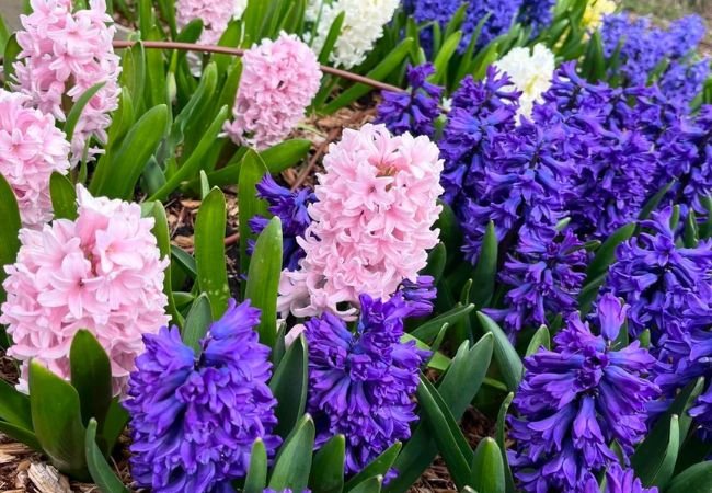 Hyacinth : Fragrant Spring Beauties for Your Garden