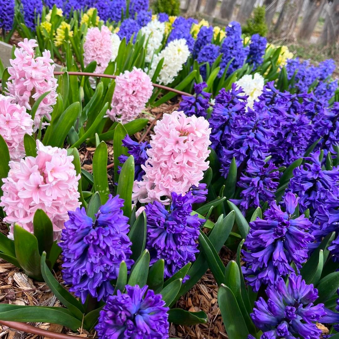 A cluster of purple and white hyacinth flowers in a garden.