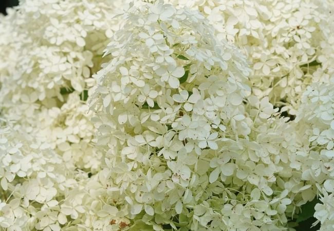 Hydrangeas: Beautiful, Colorful Shrubs for Your Garden