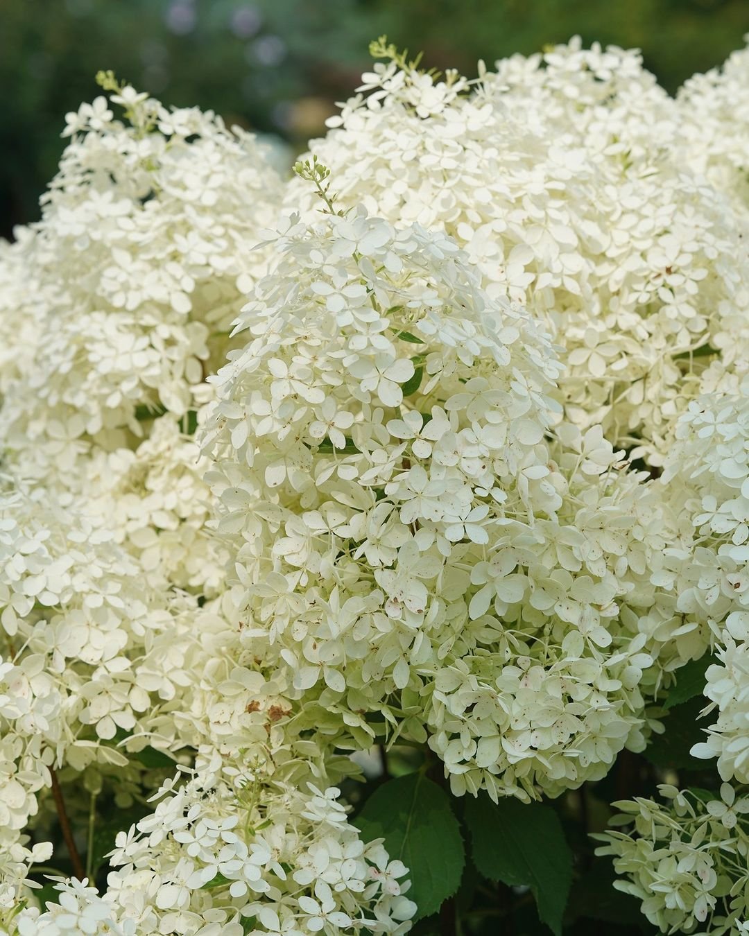 Garden bush with white Hydrangea flowers.