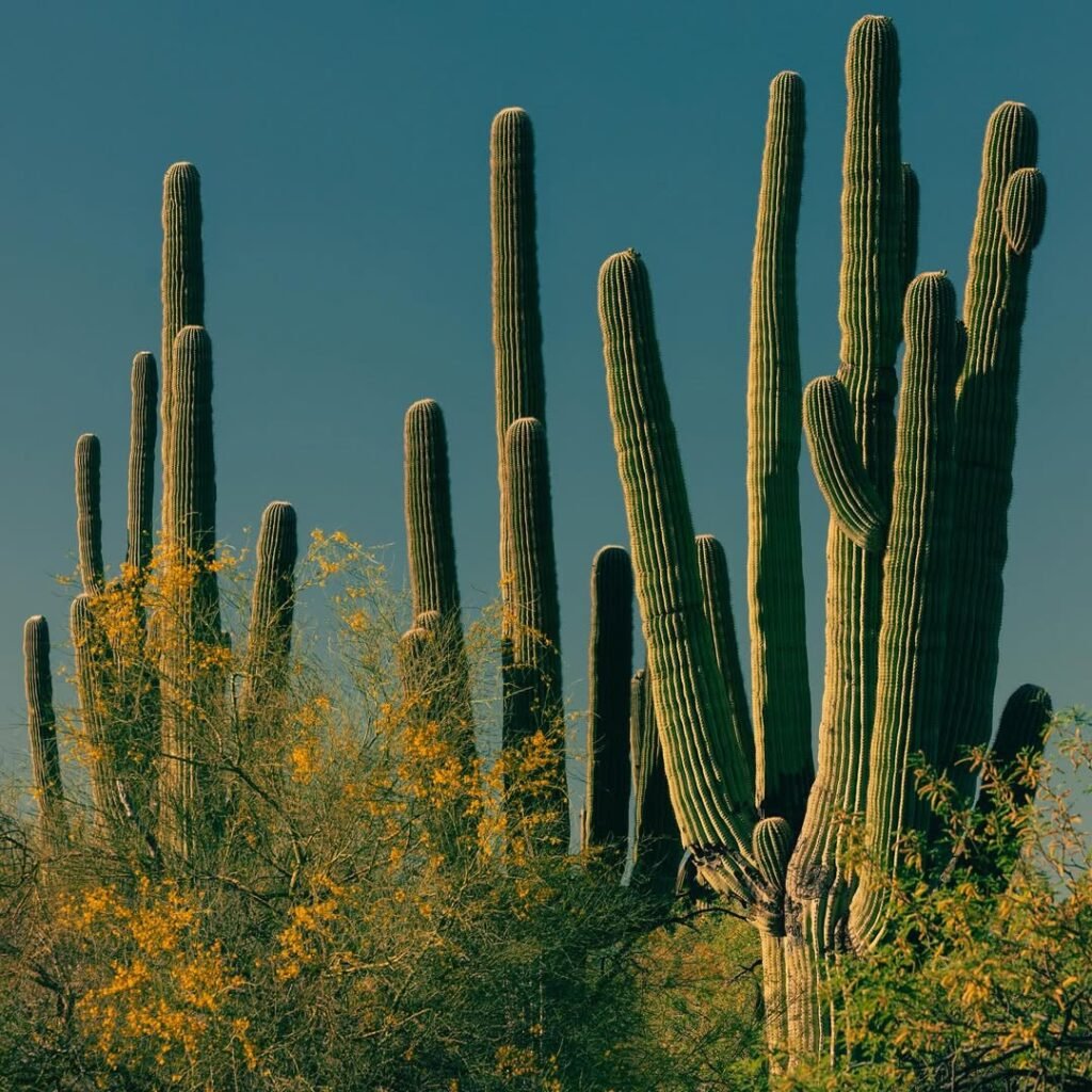 saguaro cactus