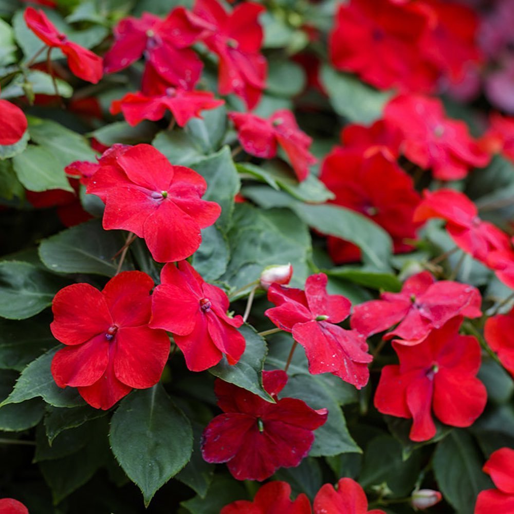 Bright red Impatiens flowers contrasted by fresh green leaves