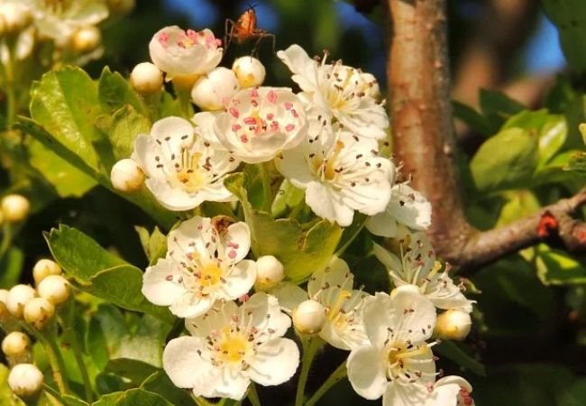 Indian Hawthorn : Your Garden’s New Best Friend