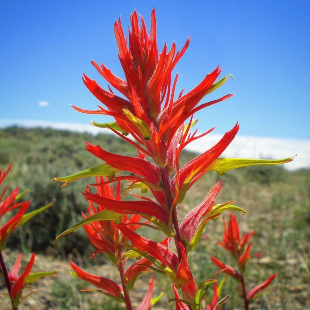 Scarlet Indian Paintbrush blossom nestled among verdant foliage in a meadow