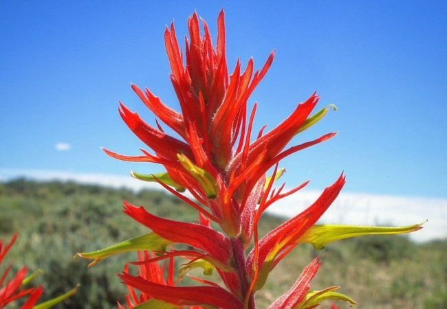 Indian Paintbrush : The Vibrant Wildflower of North America