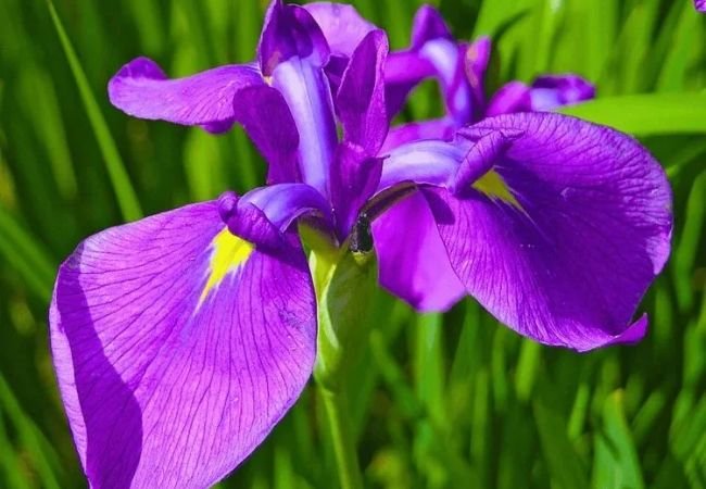 Iris Flowers: A Colorful Guide