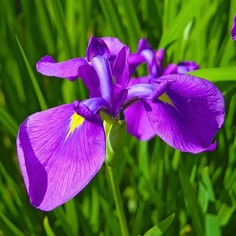 Fine art print featuring beautiful purple iris flowers.

