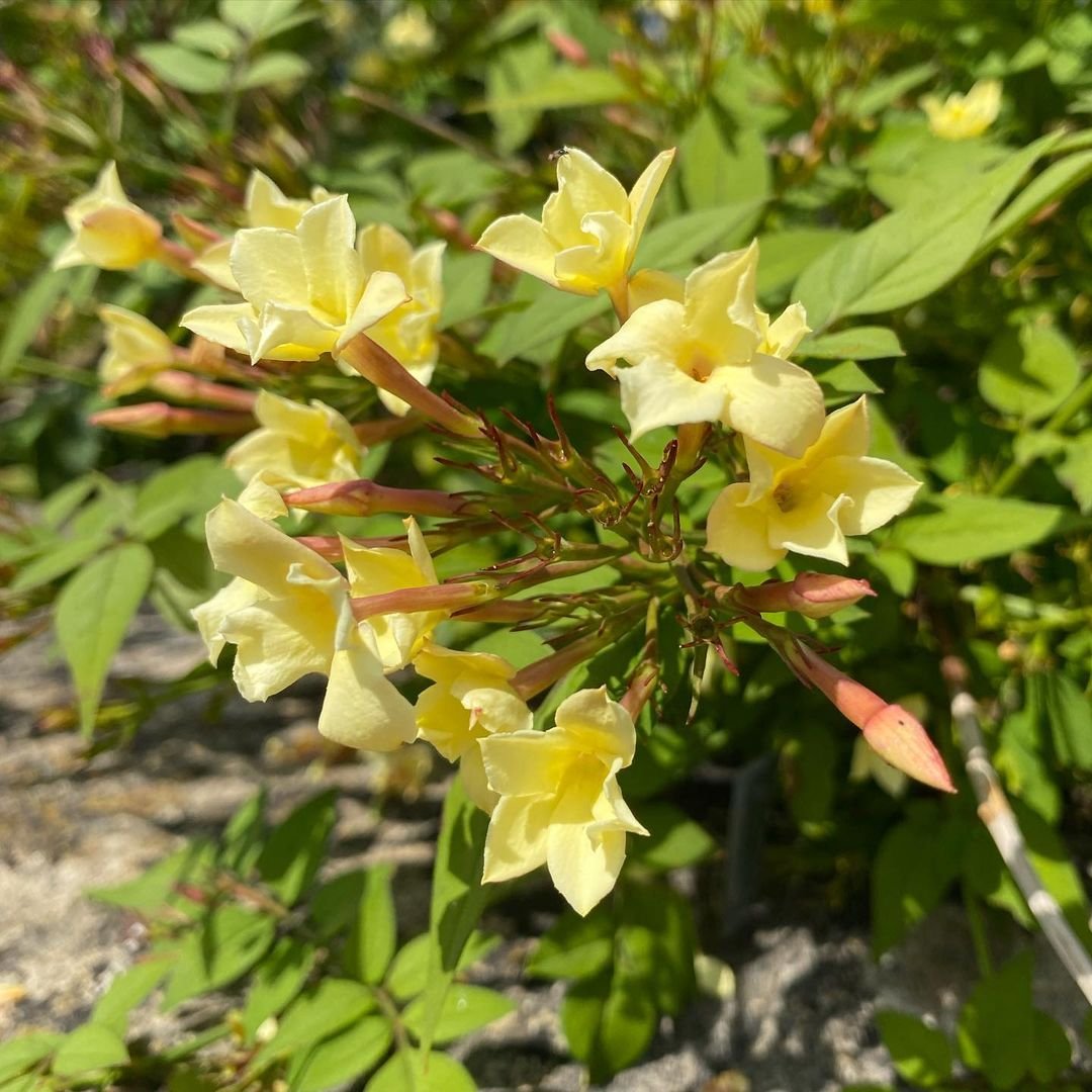 A close-up of Italian Jasmine, a yellow flower with green leaves and red stems.