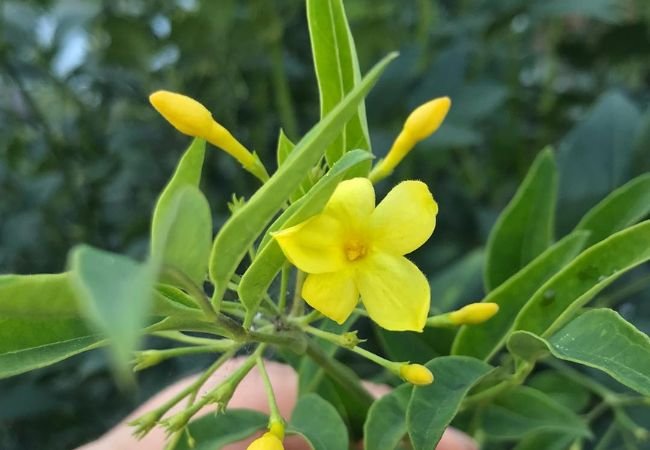 Vibrant yellow Italian Jasmine flower with green leaves grasped by a hand.