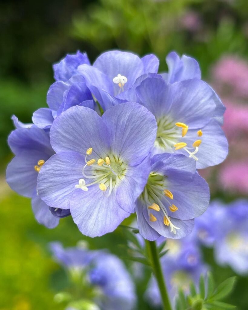 Detailed image of blue Jacob's Ladder flowers in a garden