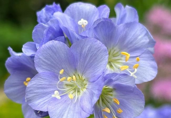 Jacobs Ladder Flowers : Elegant Climbers for Your Garden