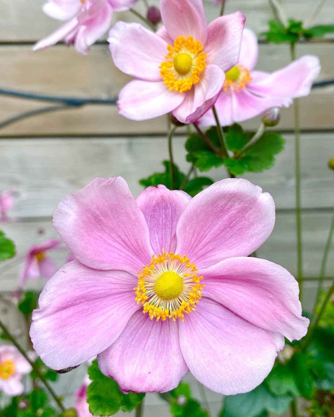 Beautiful pink anemone flowers featuring bright yellow centers.