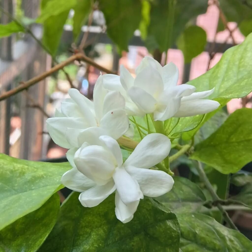  White Jasmine flower in full bloom on a plant.

