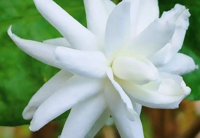 Jasmine Flowers: How to Grow These Beautiful, Sweet-Smelling Plants