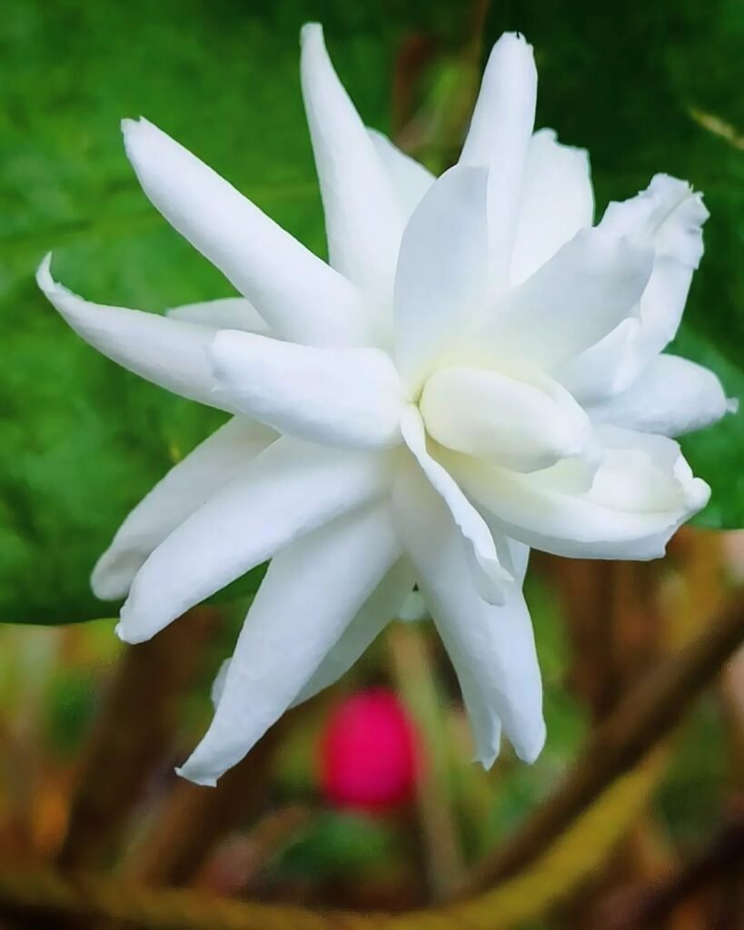 A plant with a blooming white Jasmine flowers.