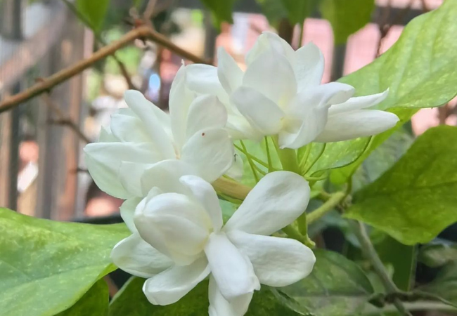 Jasmine : The Sweet-Scented Wonder