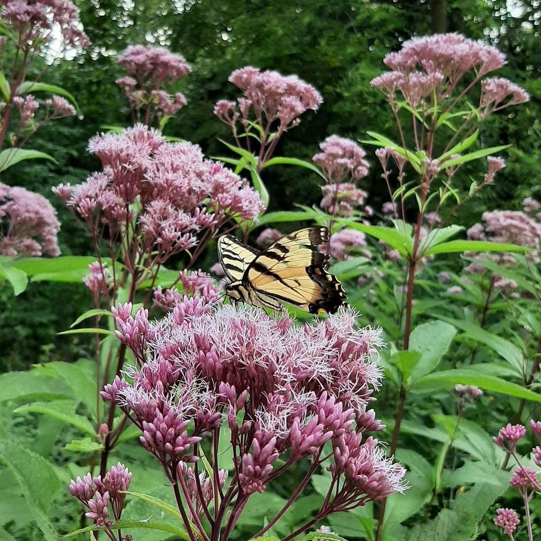 A butterfly perched on a Joe-Pye Weed flower in a field.