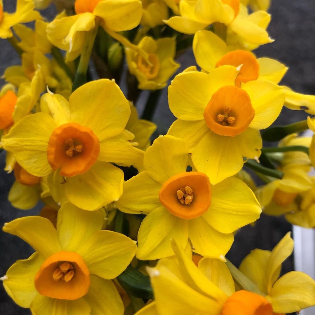 A vase with yellow daffodils, also known as Jonquil Flowers.