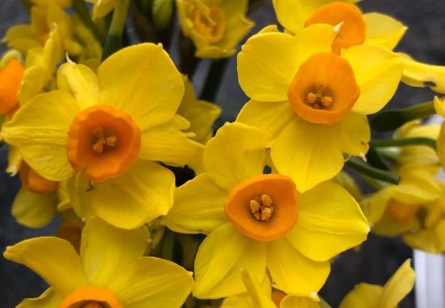 Jonquils: Spring's Golden Trumpets