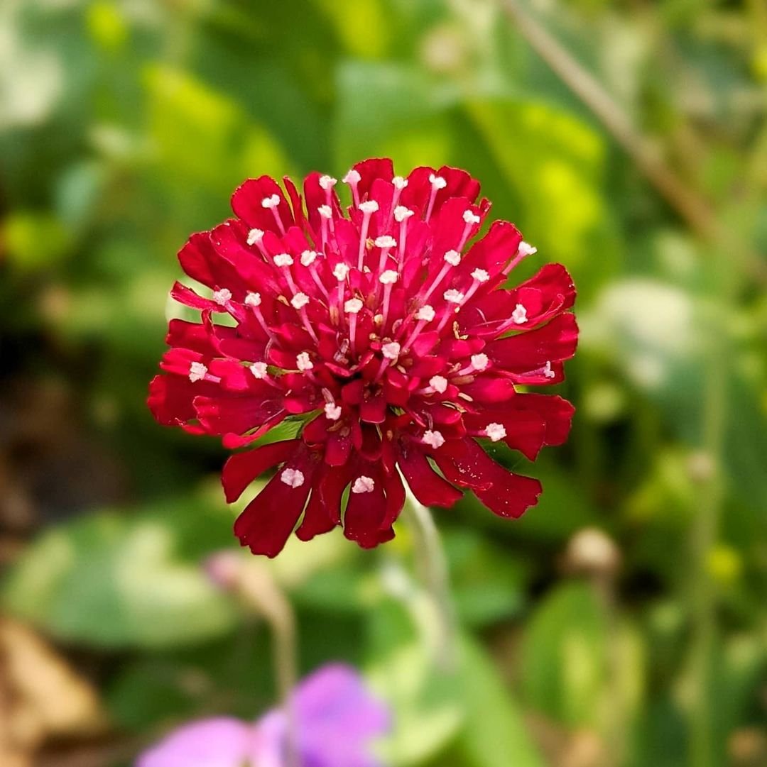 Vibrant red Knautia blossom with white dots.