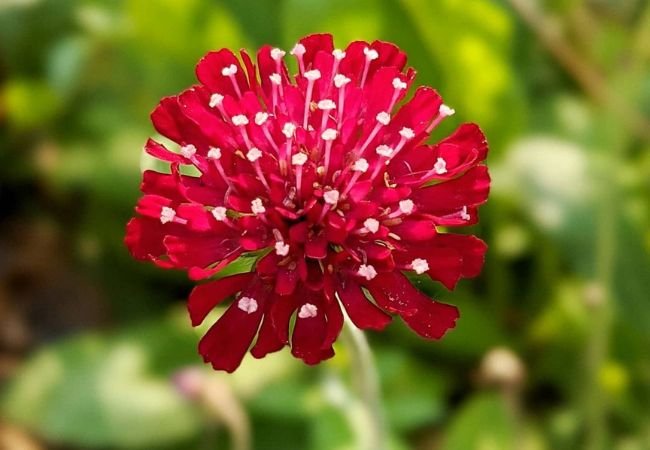 Knautia: The Charming Pincushion Flower