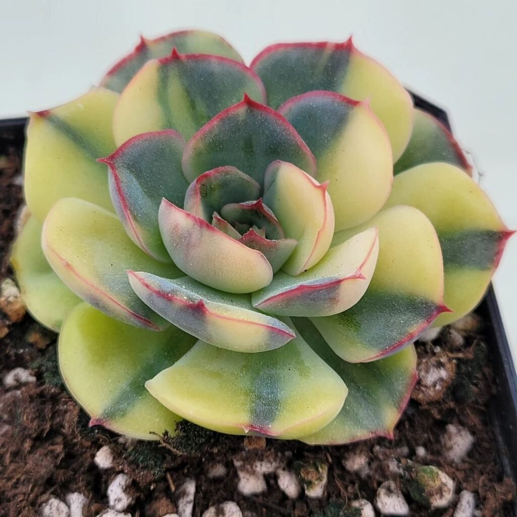 Korean Succulents with green and red leaves.