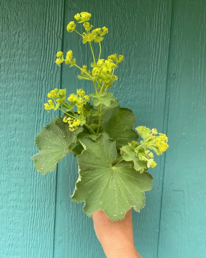  Close-up of a hand cradling a Lady's mantle plant featuring vibrant green foliage.