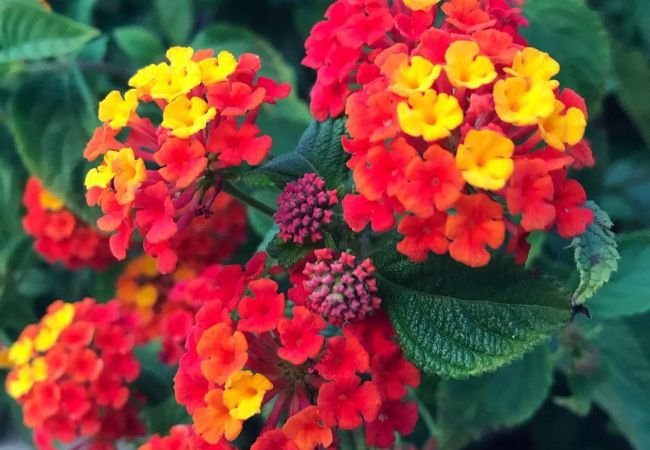 Lantana Flowers: Colorful, Hardy & Perfect for Your Garden