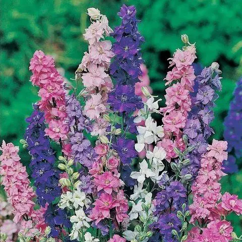 A vibrant display of purple and white Larkspur flowers in a large group.