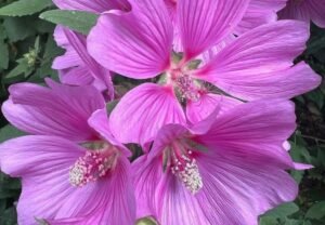 Lavatera Flowers: Beautiful, Easy-to-Grow Mallow Marvels