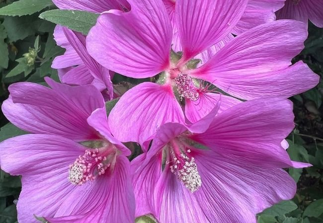 Lavatera Flowers: Beautiful, Easy-to-Grow Mallow Marvels