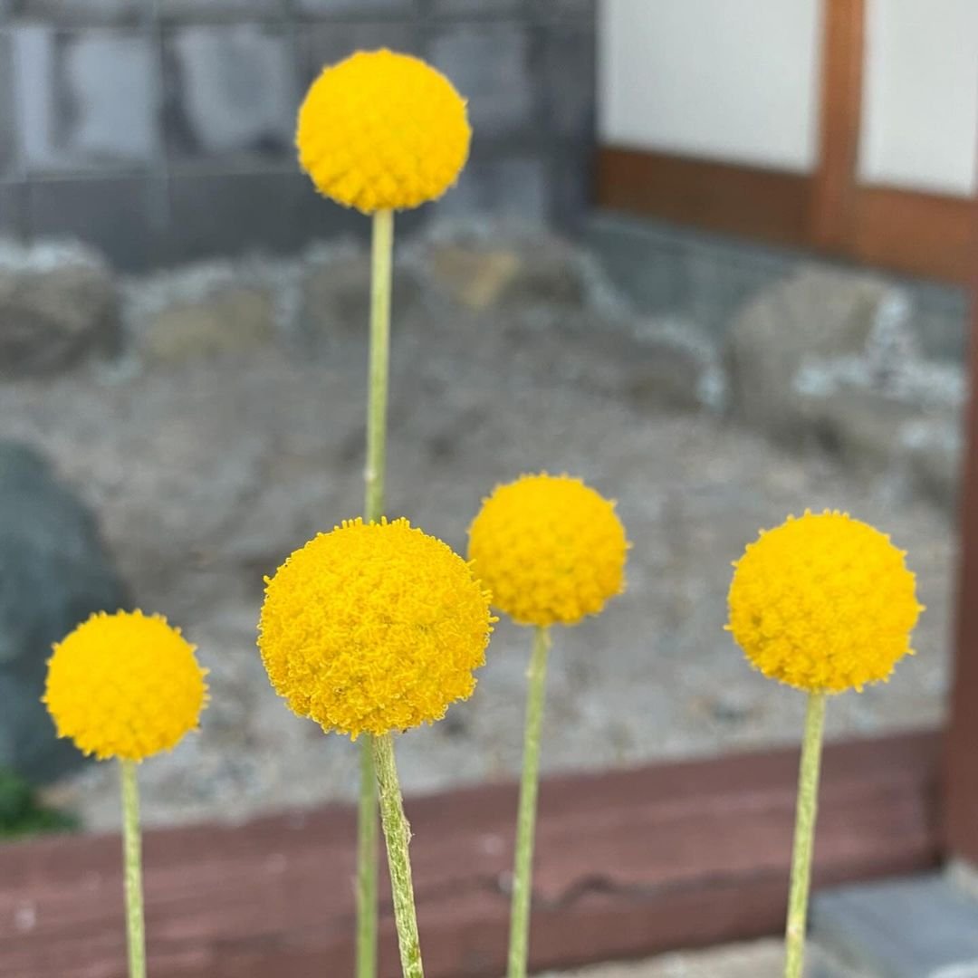 Yellow flowers in a planter in front of a house, Lavender Cotton.