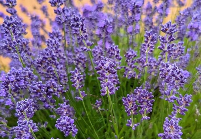 Lavender: The Fragrant, Versatile & Easy to Grow Favorite