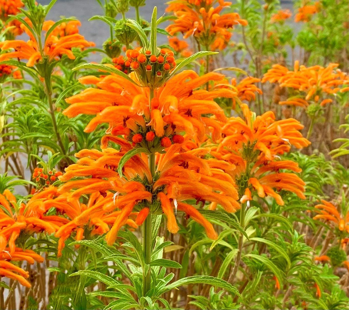 Vibrant orange flowers of Leonotis leonurus in bloom.