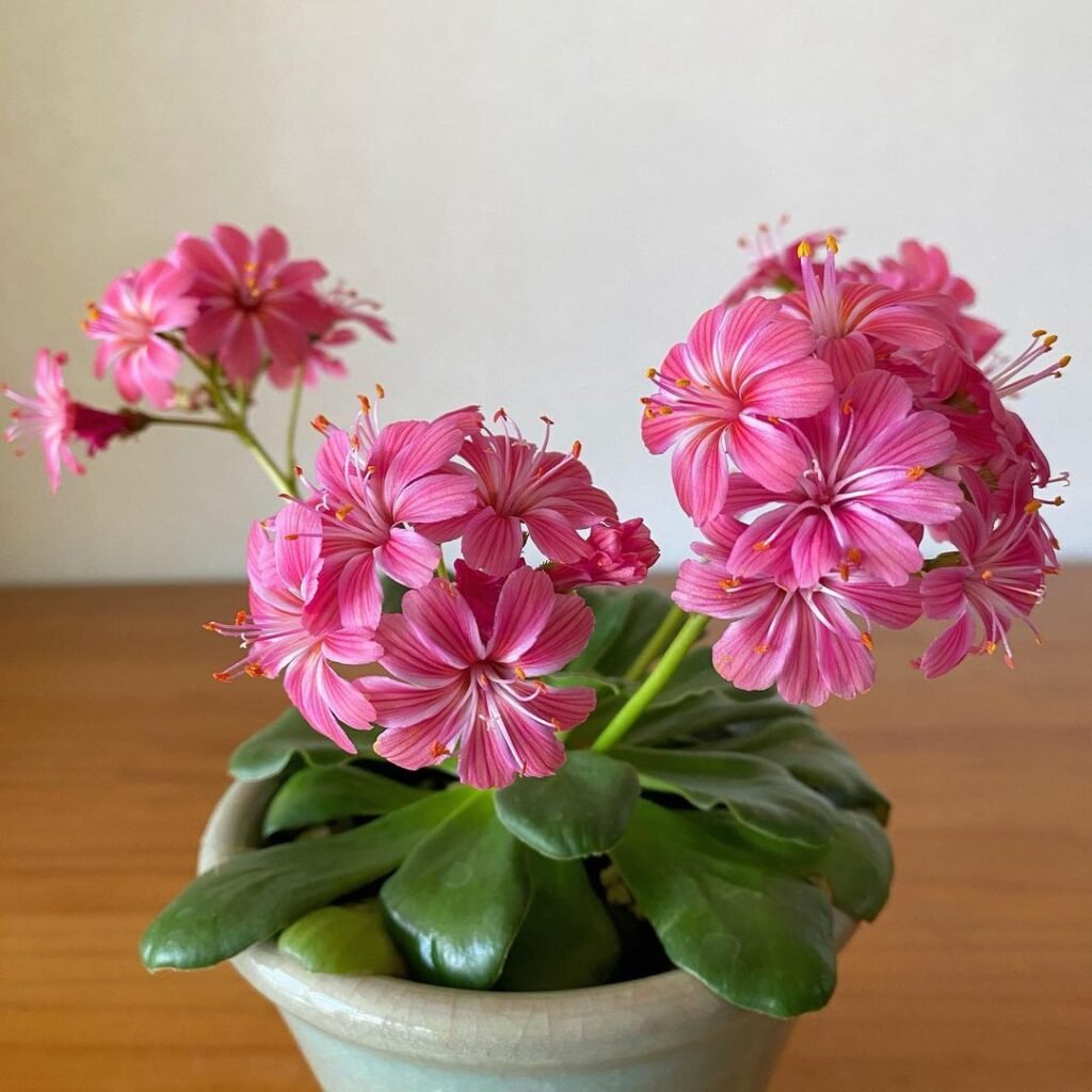 Lewisia is a genus of flowering plants named after Meriwether Lewis of the Lewis and Clark expedition. These plants are native to western North America, from Alaska to California and eastward to Montana.