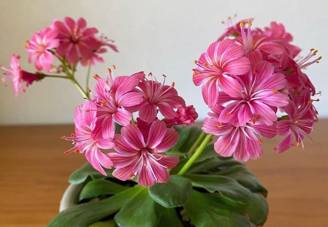 Lewisia (Bitterroot): Discover the Colorful Rock Garden Gem