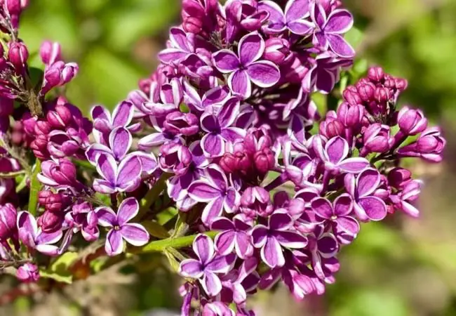 Lilacs: The Fragrant Spring Beauties That Bring Joy