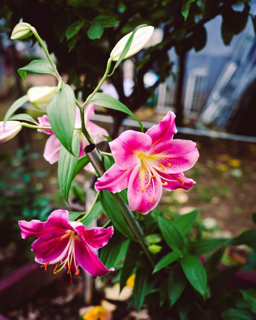  Pink lilies blooming beautifully in the garden.