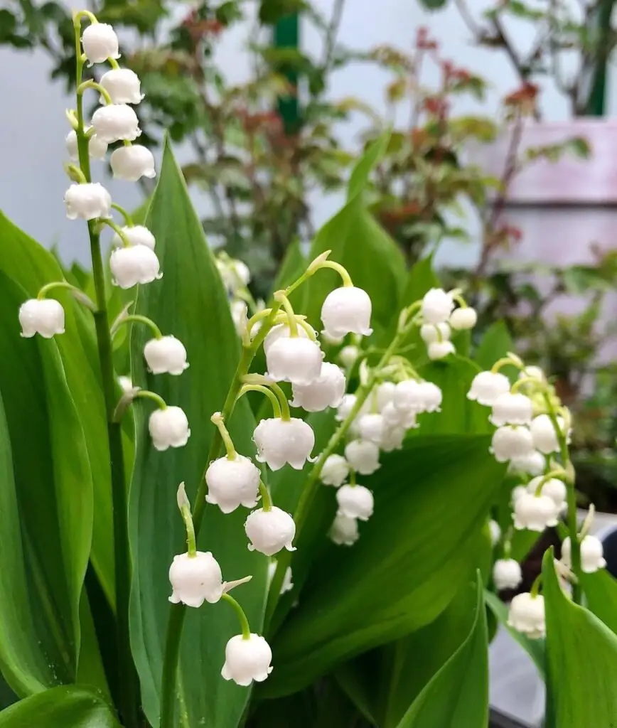 Blooming Lily of the Valley flowers in a garden.