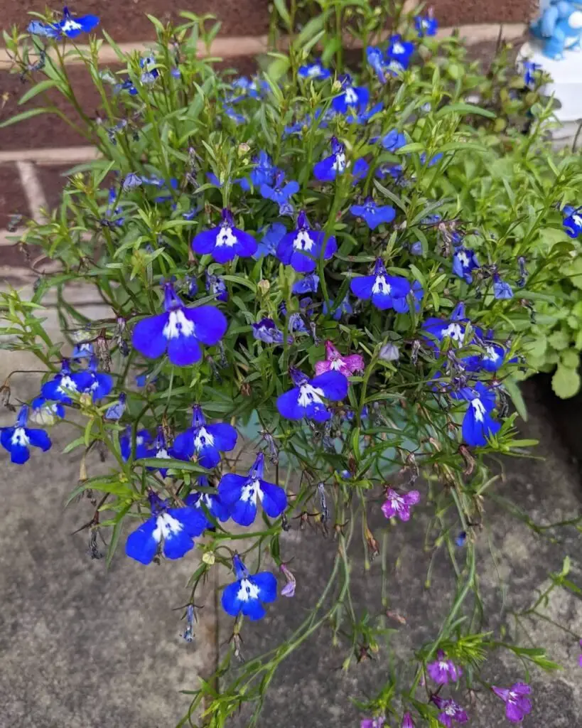 Blue Lobelia flower in pot with white and purple flowers.