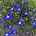 Lobelia : The Versatile, Colorful Gem for Your Garden