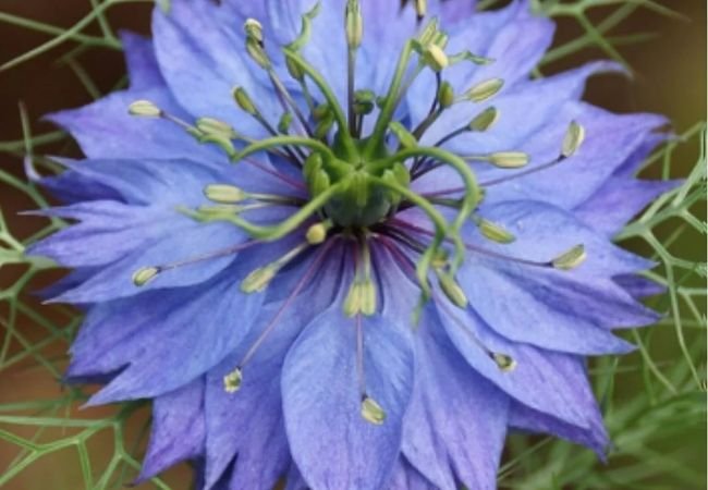 Love in a Mist Flower : A Charming Garden Delight