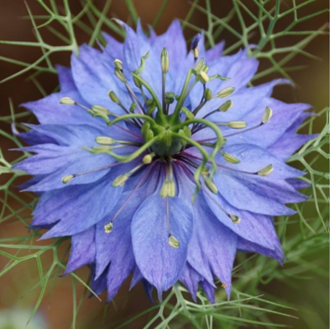 Detailed shot of a blue Love-in-a-Mist flower with vibrant green leaves.